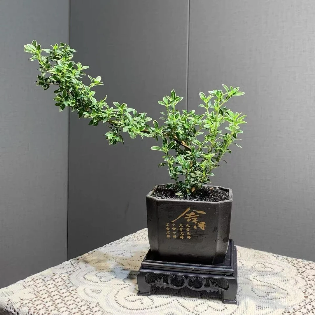 金边六月雪茶桌盆景悬崖禅意室内窗台小绿植物花卉办公室茶几桌面