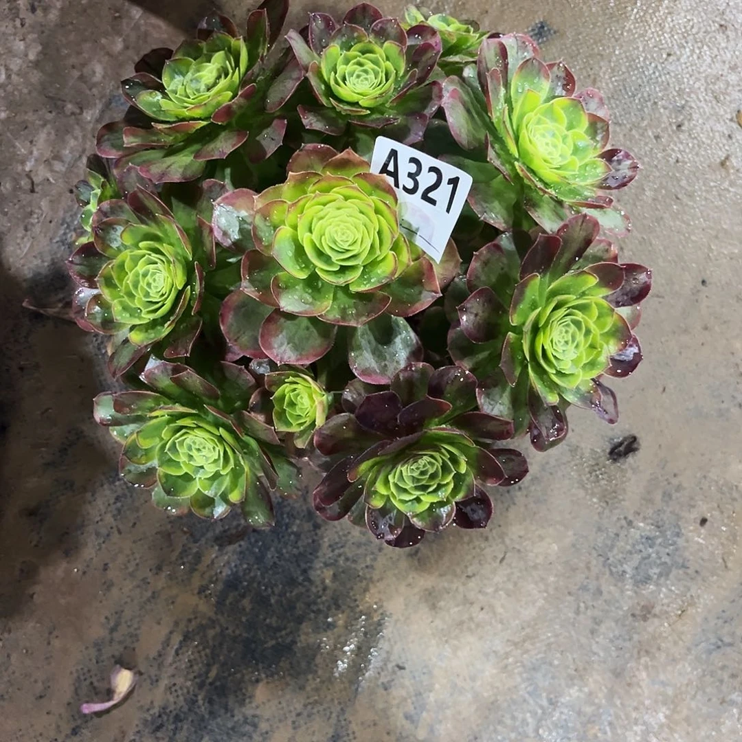 多肉植物奶白锦321多肉