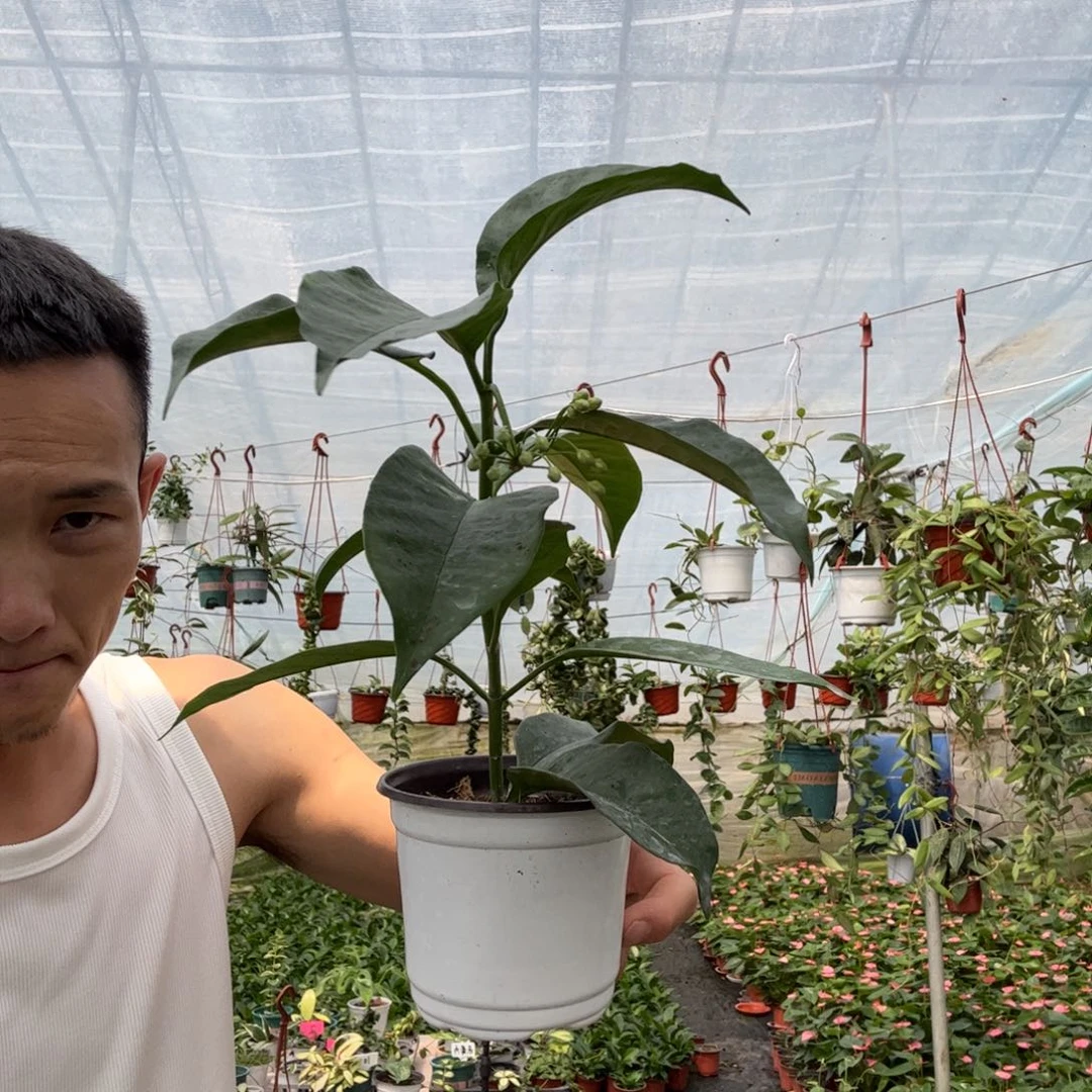 刘***奈无花朵流星球兰勤花