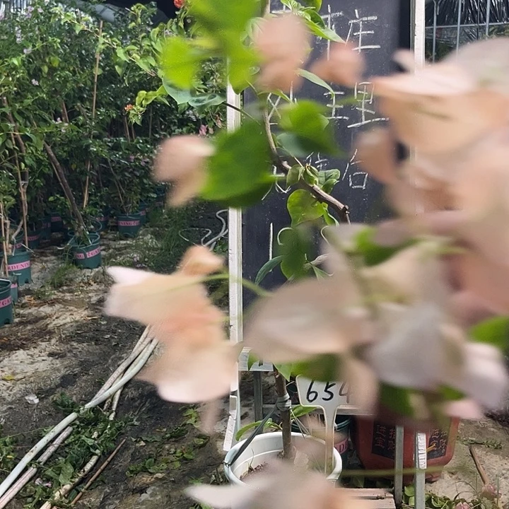 无花朵三角梅三角梅654