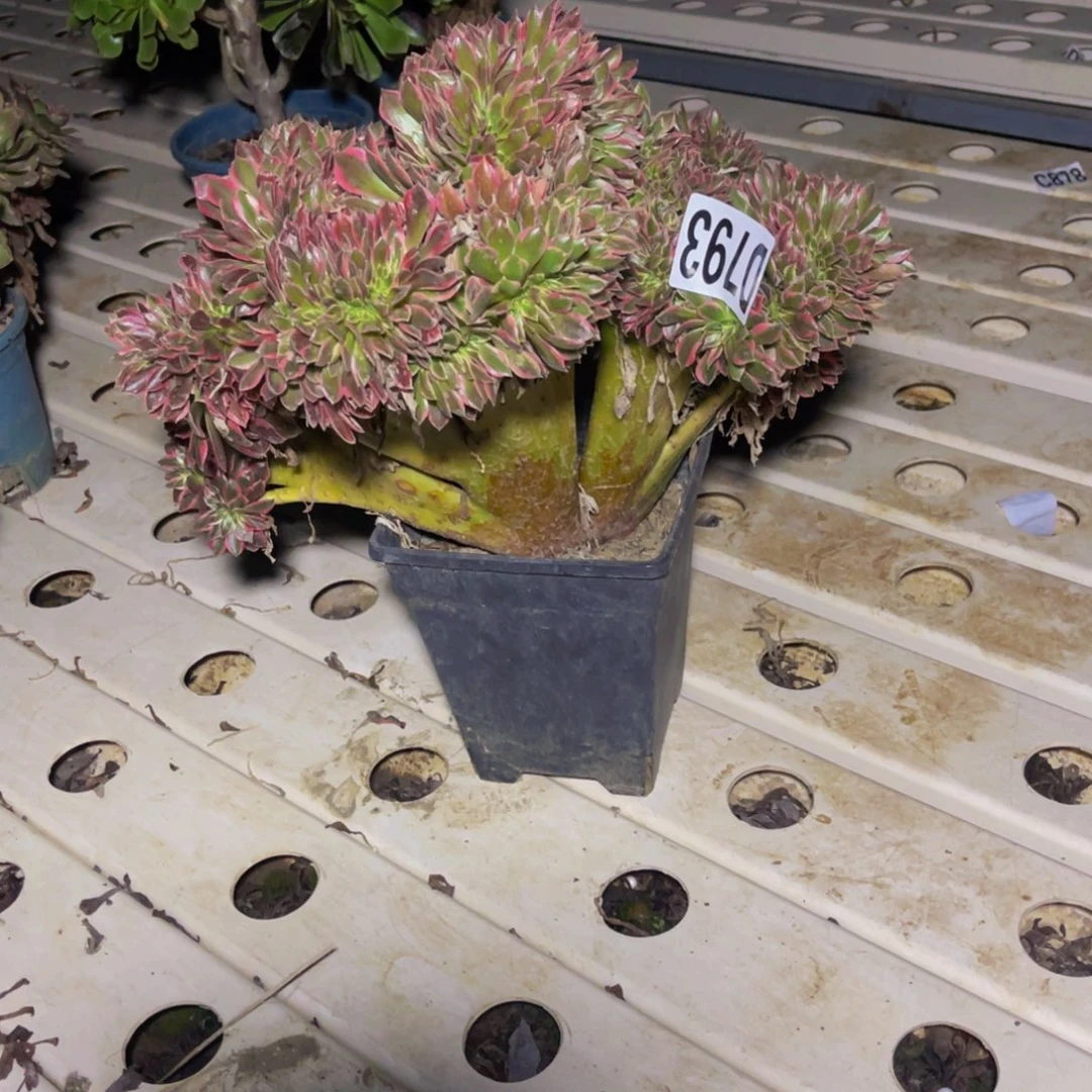 女神法师7//////11包邮