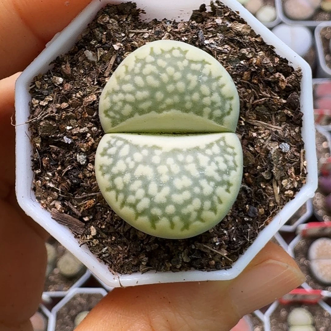 嘉***桐生石花23:：：。   310