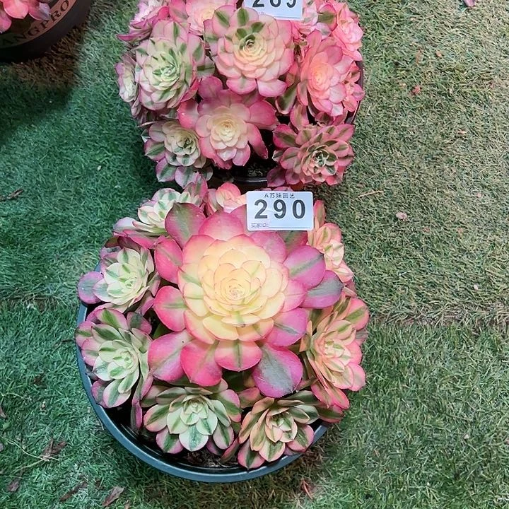 落**意289290倾城荔枝多肉植物