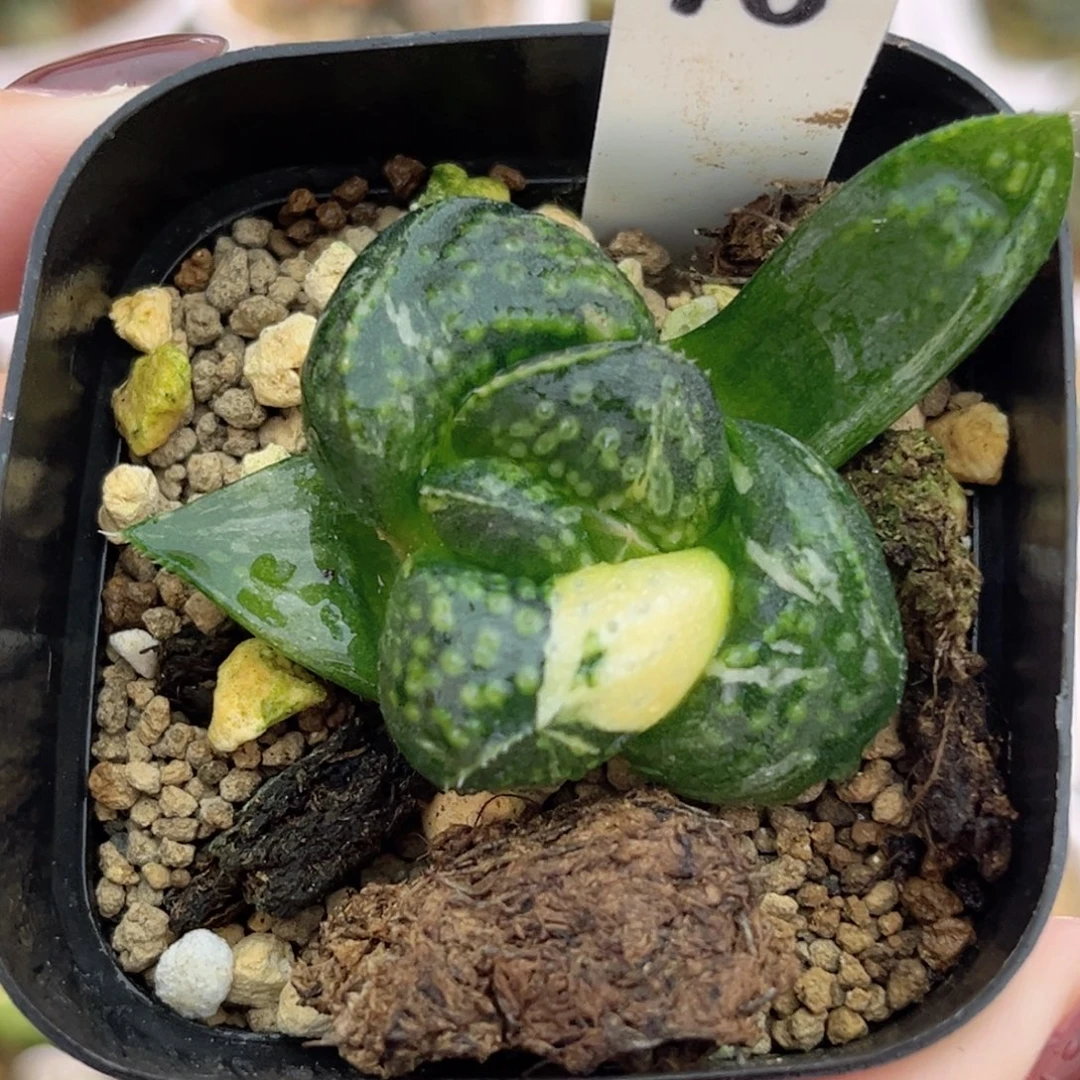 16巨大丸叶紫禁城锦福利专场