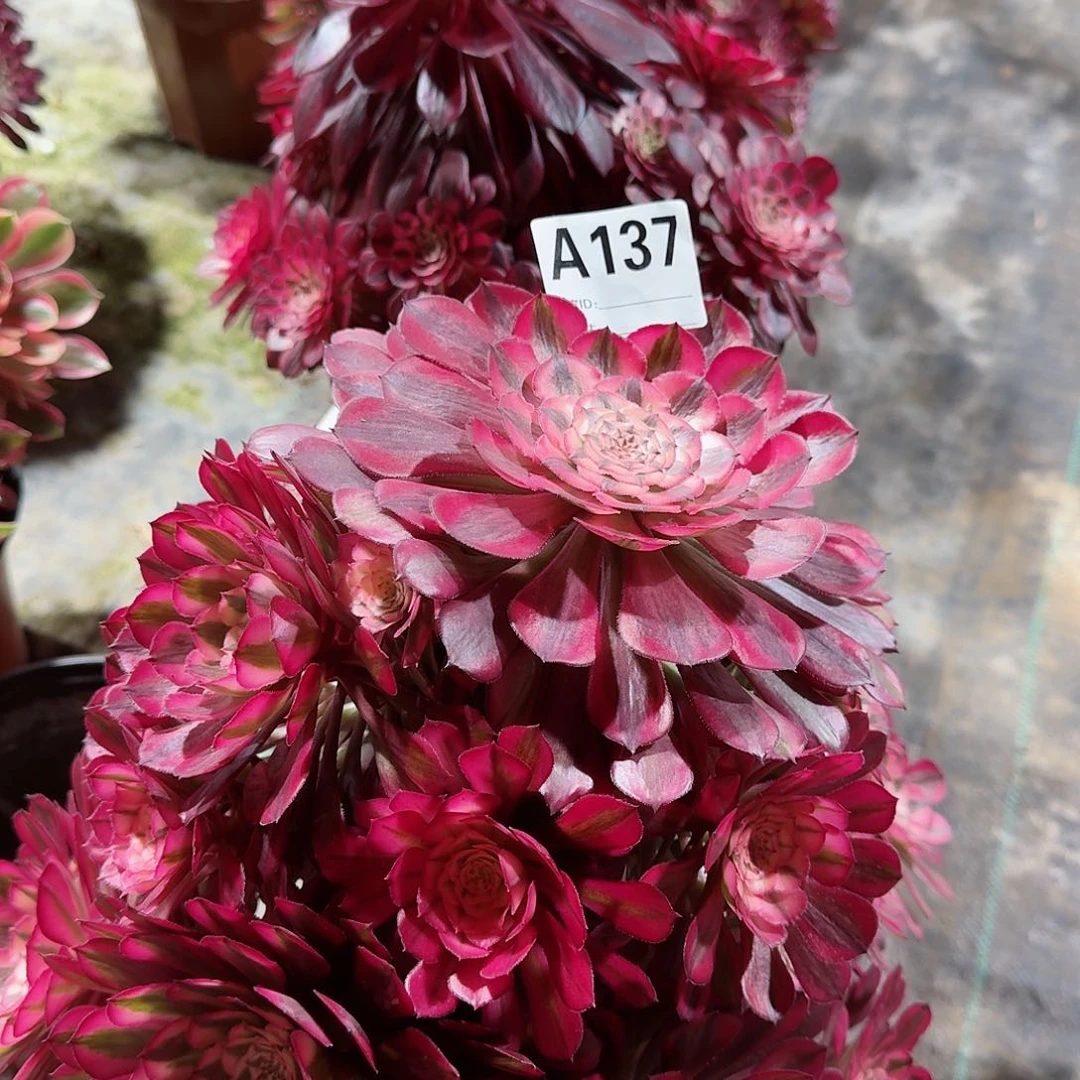 红铜白法师老桩子137