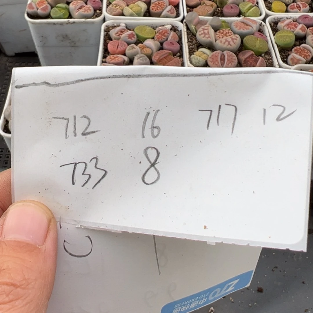 ?3.4好看的多肉脱土发货 712 717 733