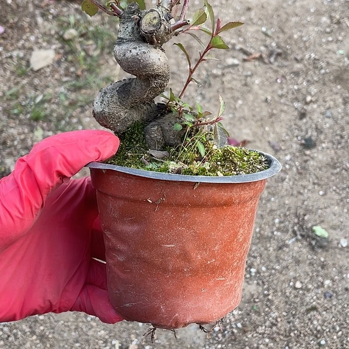 錫****无花朵25菊花菊花菊花菊花菊花