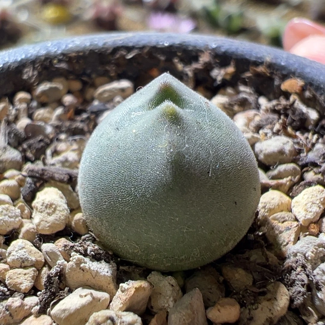 球球体 超胖小短耳 可爱16