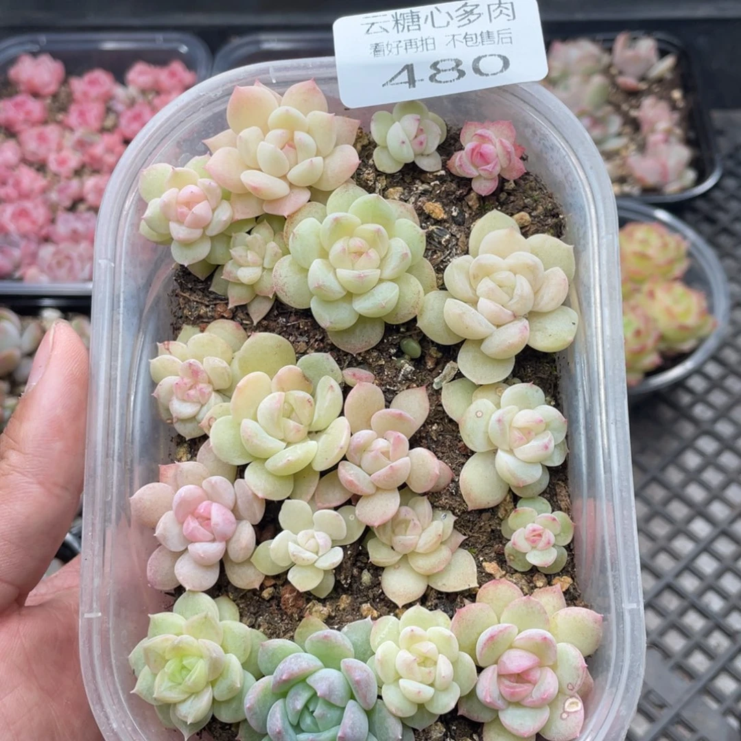 云糖心多肉植物480