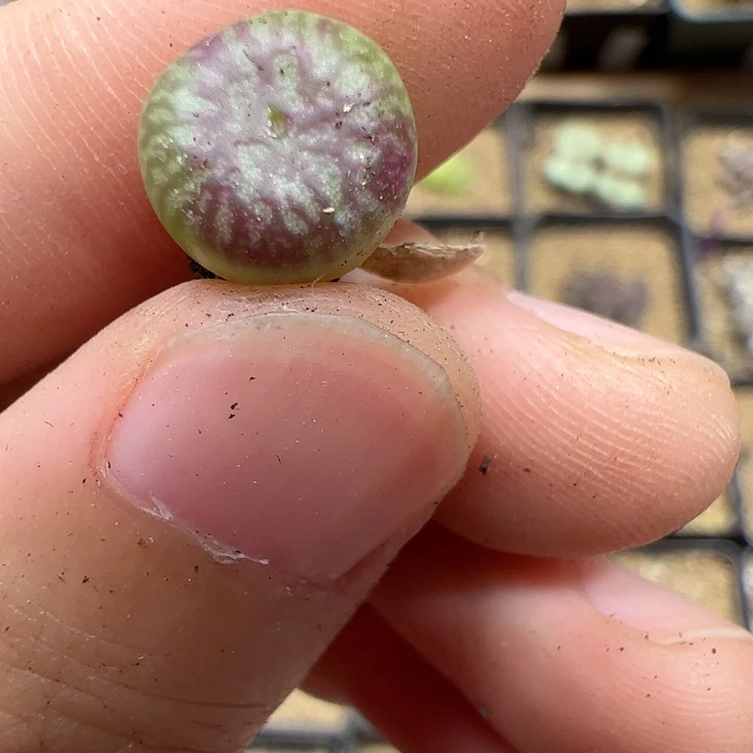 【闪购商品】147 送奶工