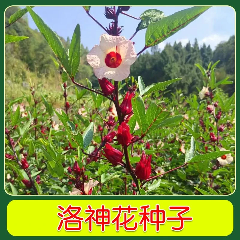 【红桃k种子】蔬菜种子