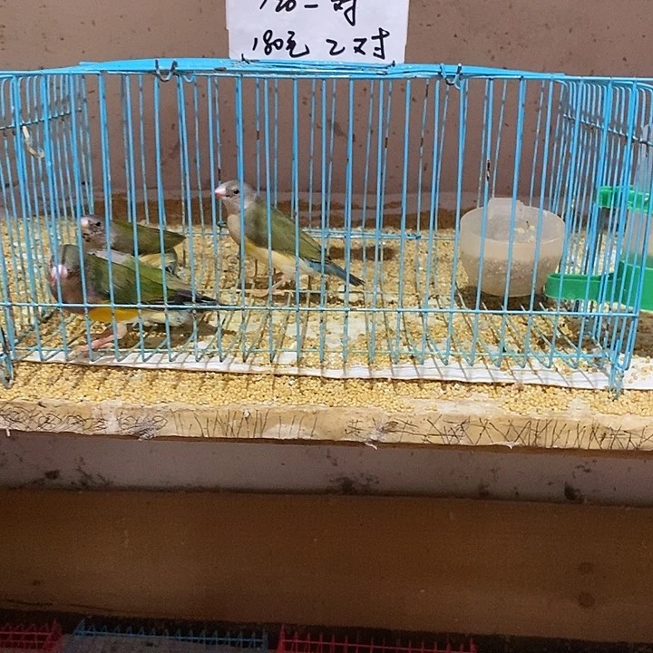 珍珠鸟风****特价七彩2对，包活到家