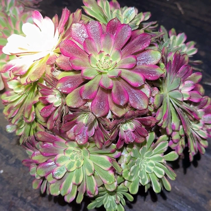 精品舞天姬大波浪捧花亏本福利