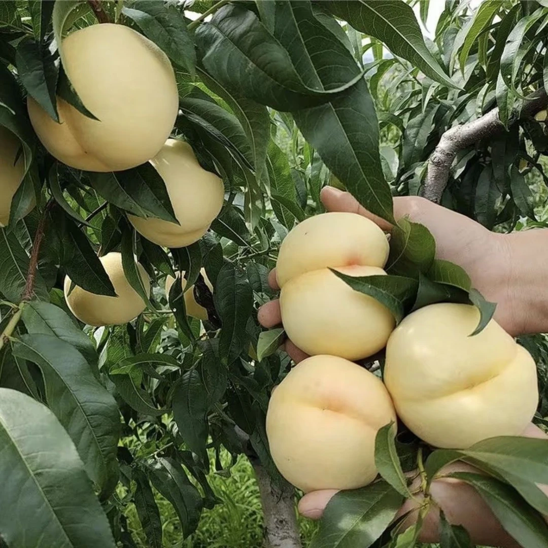 湖北新鲜现摘脆甜冬桃白桃大果大奶油白桃又叫丑桃当季应季水果