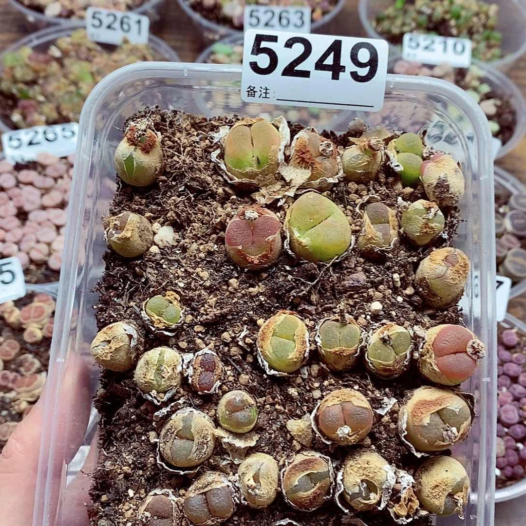 5249毛啊啦咯哦哦