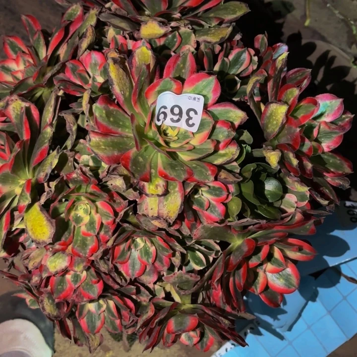 369男神多肉植物不售后