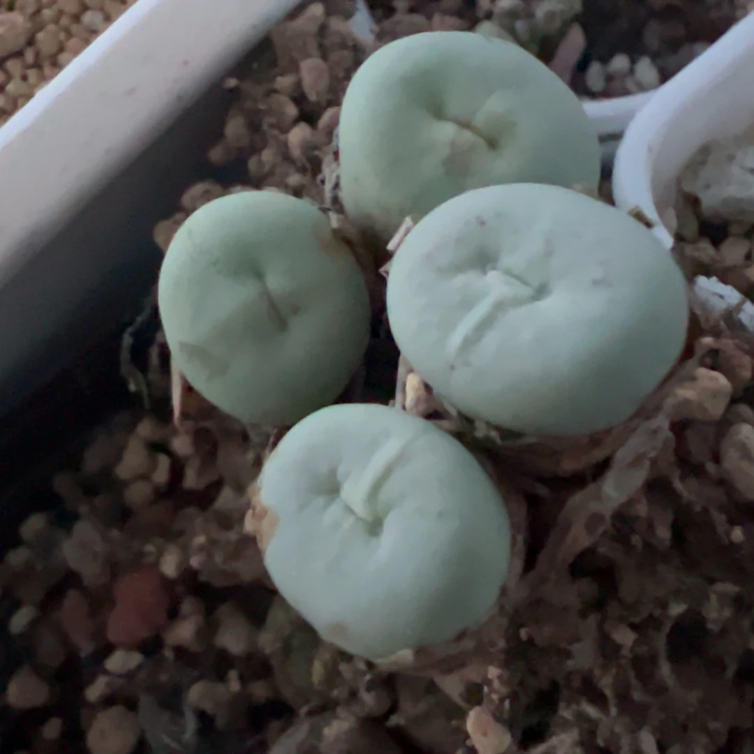 *****专拍专拍 肉锥植物