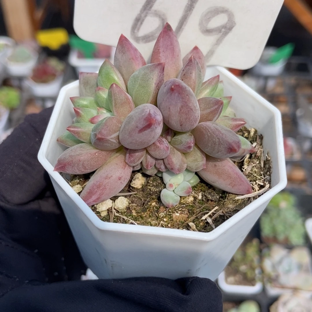 619虞美人多肉植物