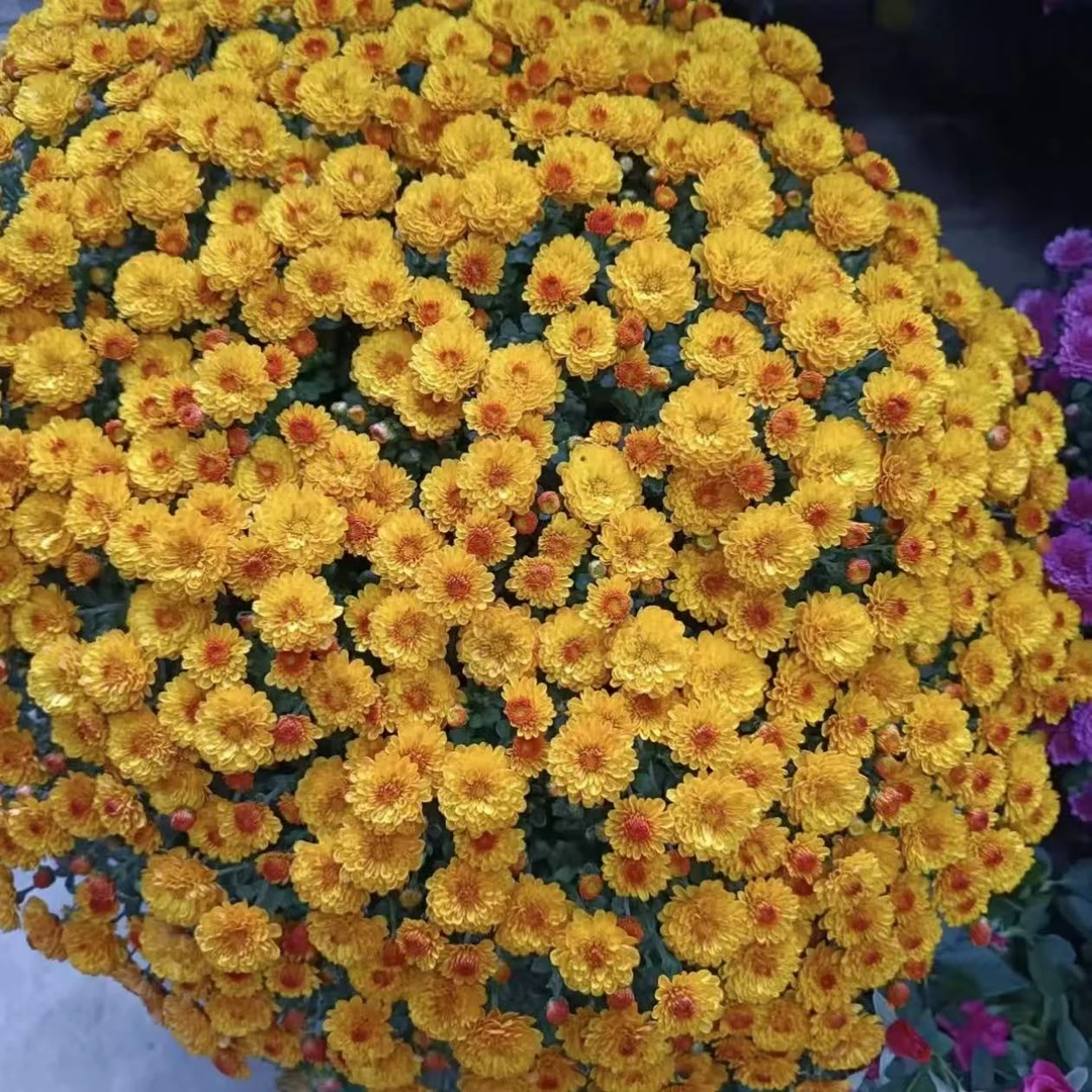 绚秋耀眼球菊盆栽多年生庭院阳台耐热耐晒爆花强新手易养护发货快
