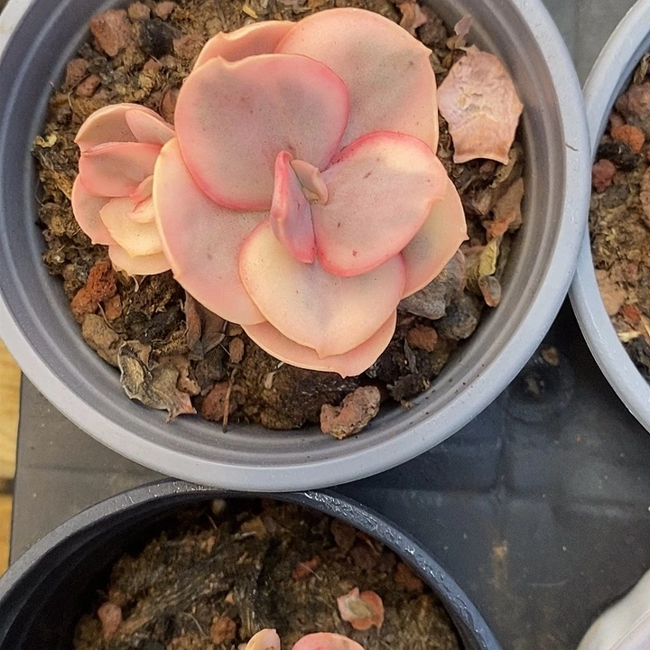 小秀妍锦