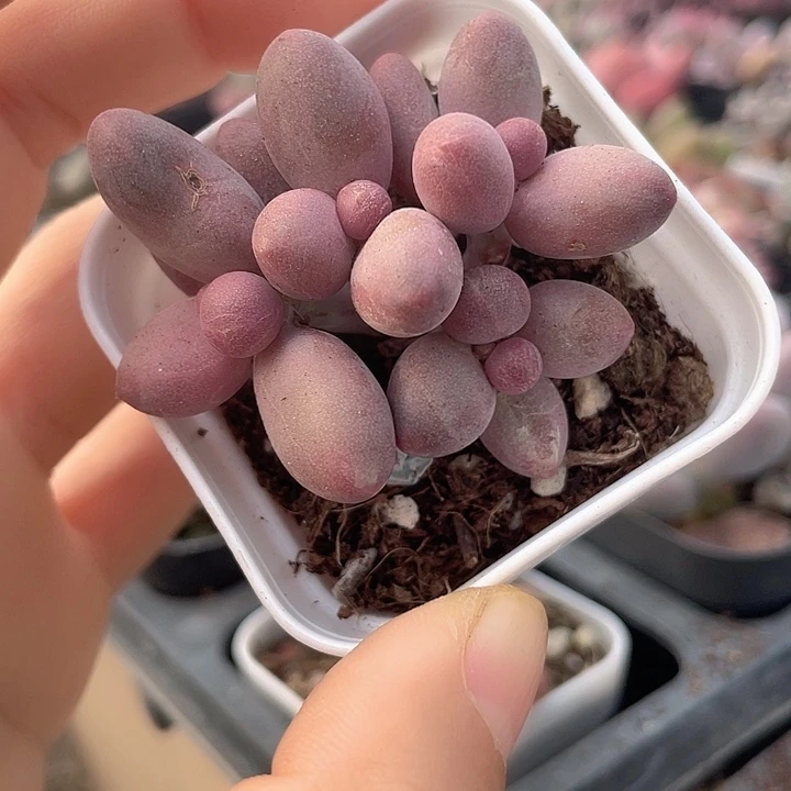 神***咩一物一拍糖果满18包邮