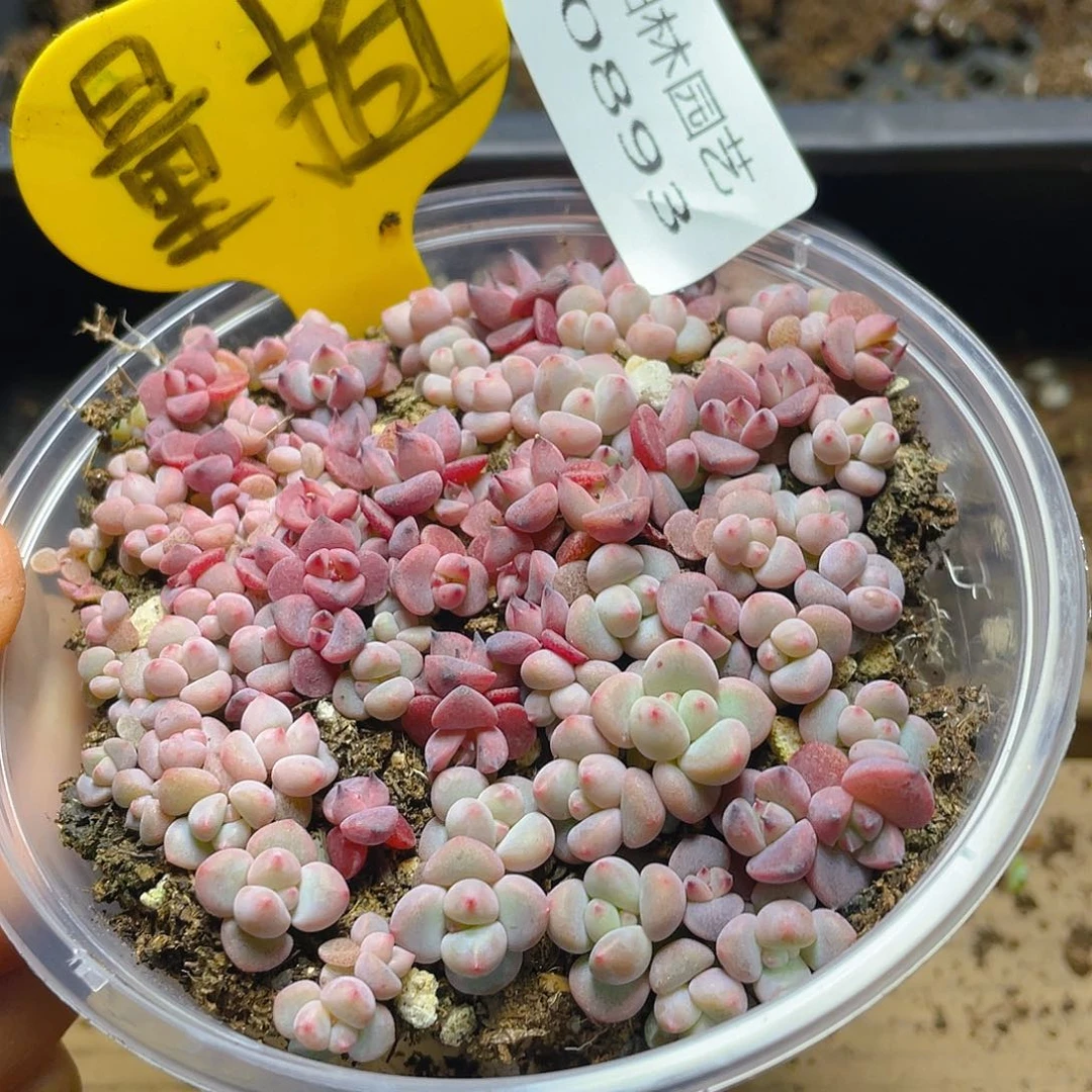 量拍多肉植物多肉植物893