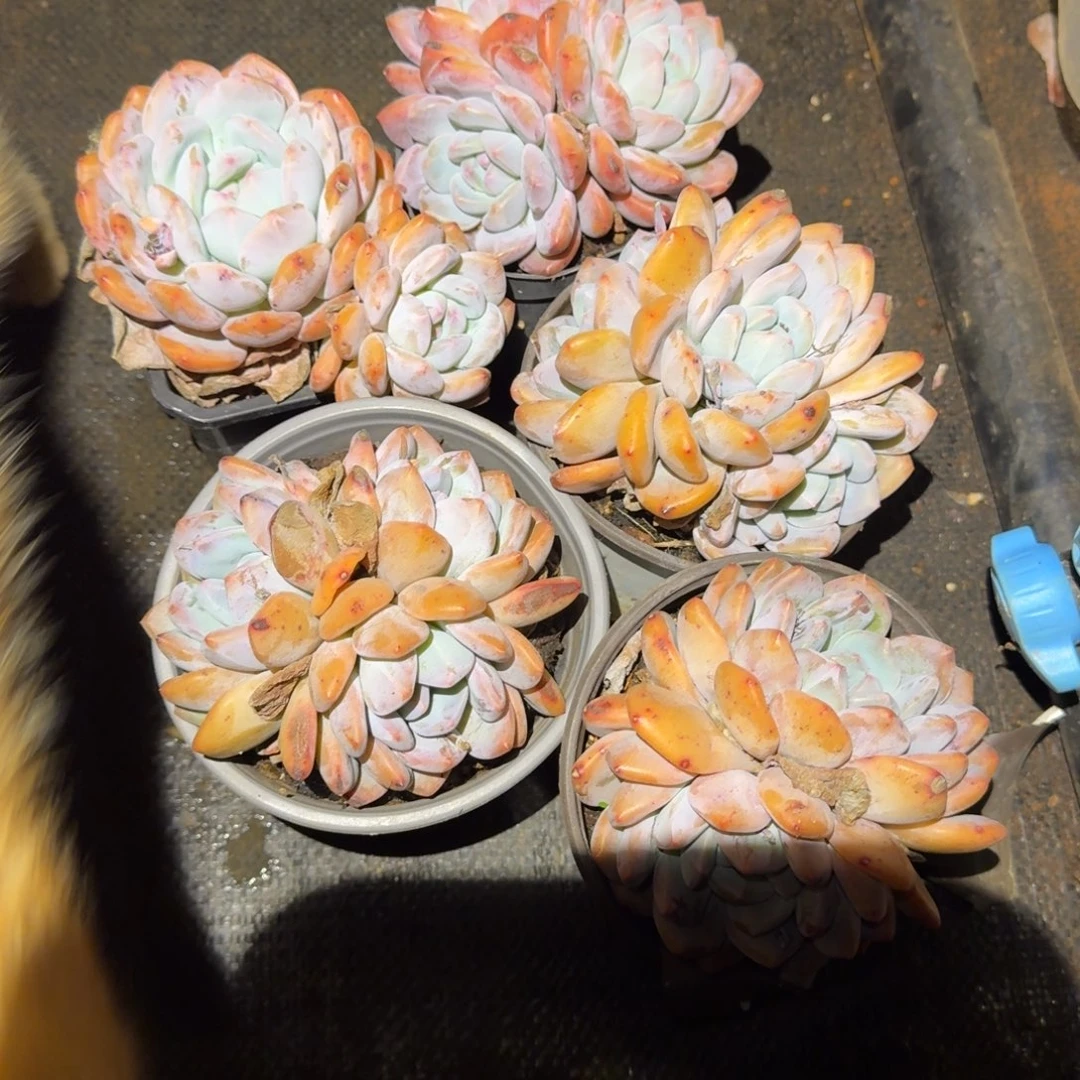 5个小香橙多肉植物