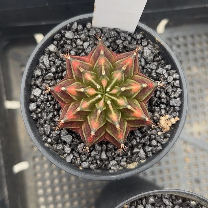 39-0603泰国发货多肉