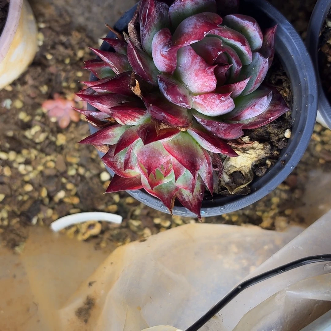 多肉植物惊鸿仙子