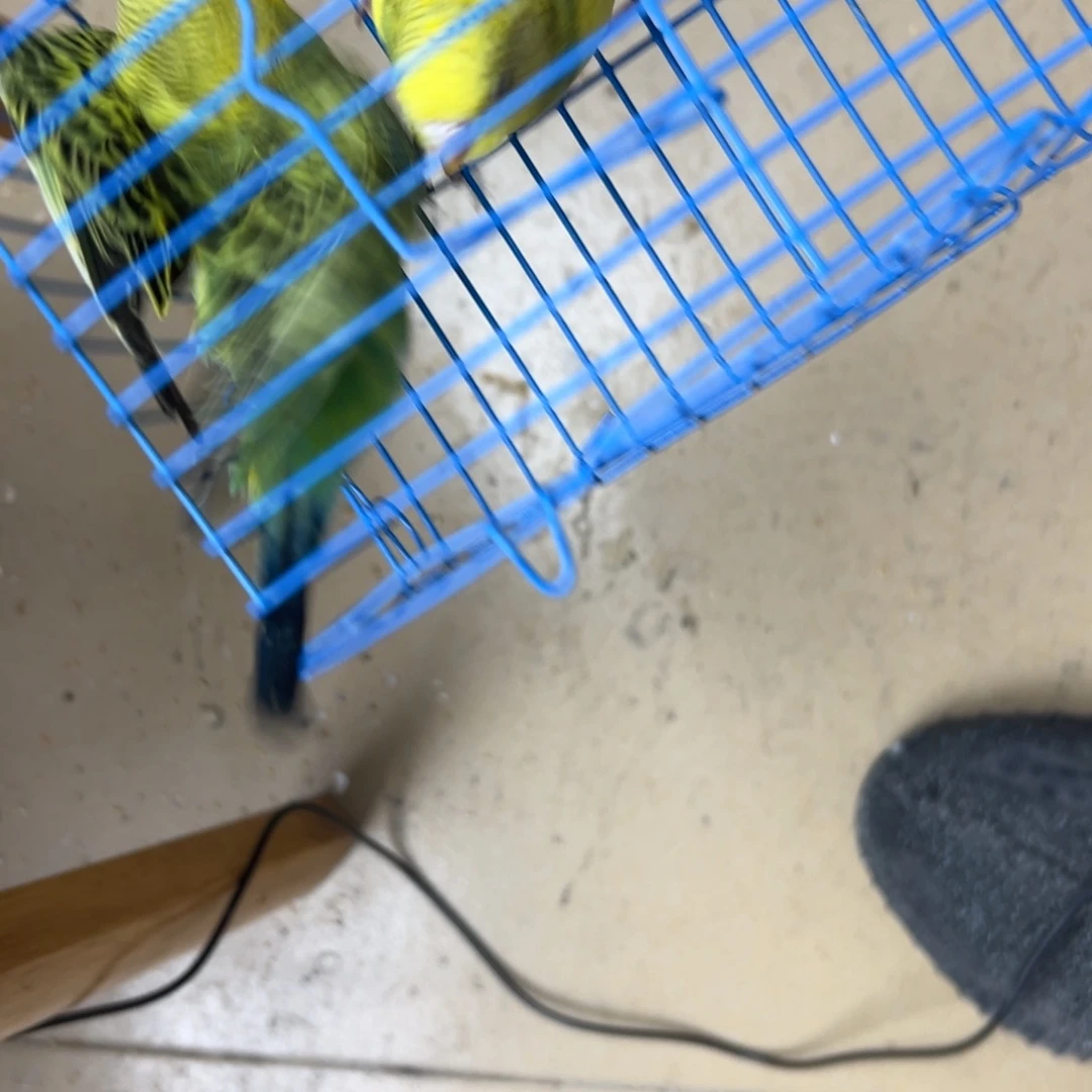 葫***丹福利小鸟，不包任何风险