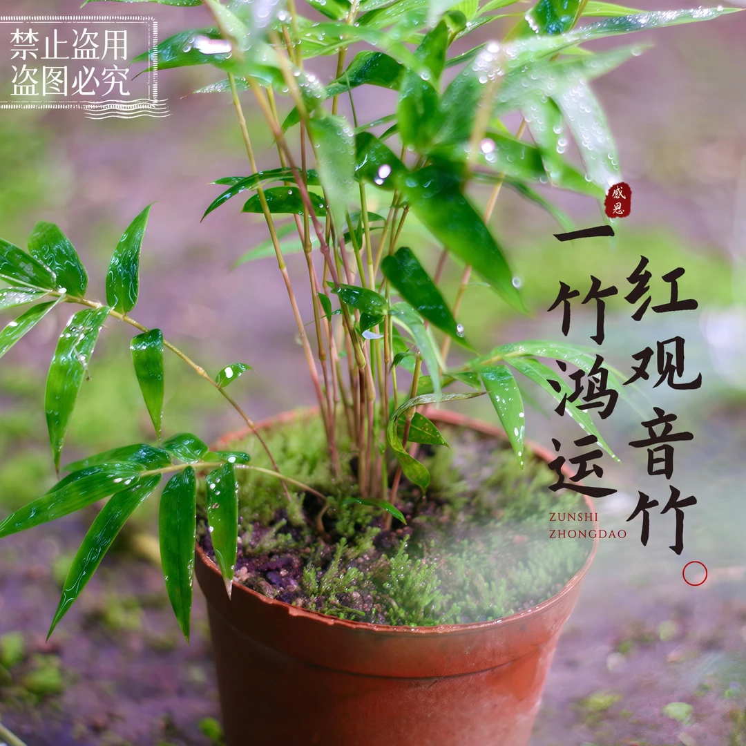 清仓转运竹红观音竹盆景红竹盆栽室内外书房庭院装饰客厅花卉绿植