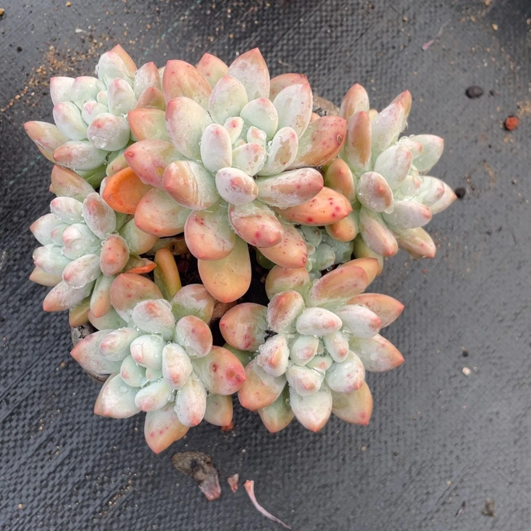 奶酪体香水群无砍清台子