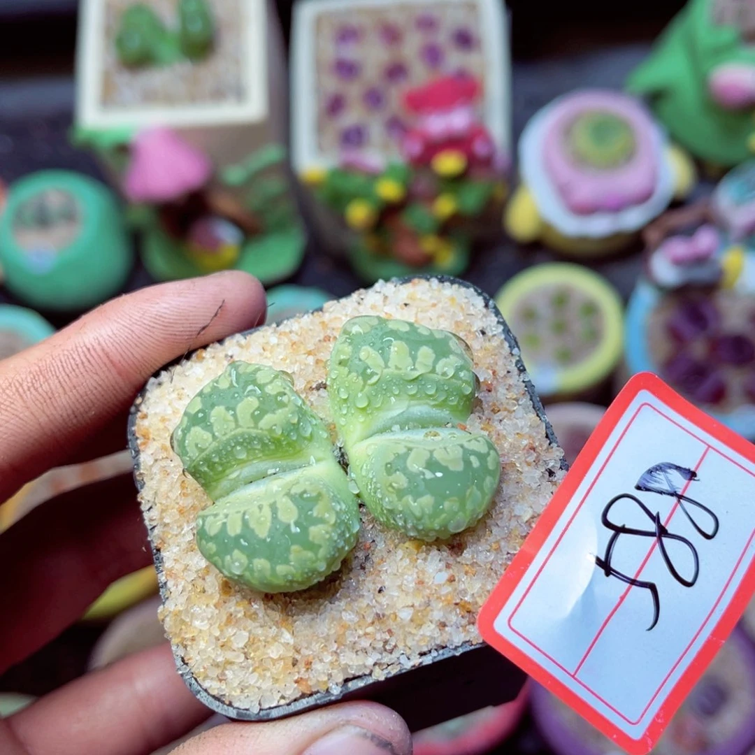 588生石花带盆发