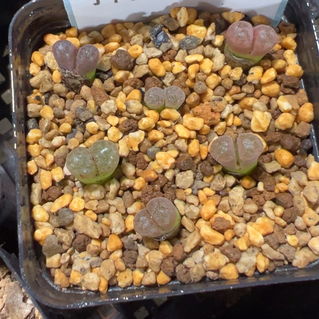 13-258糖霜风铃多肉植物