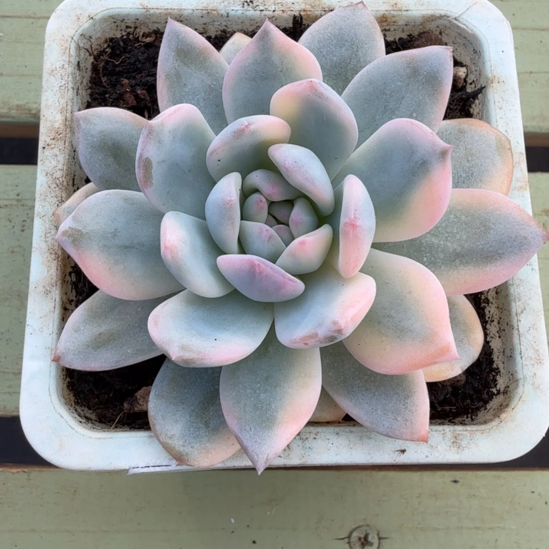 梦露锦锦上园艺一物一拍