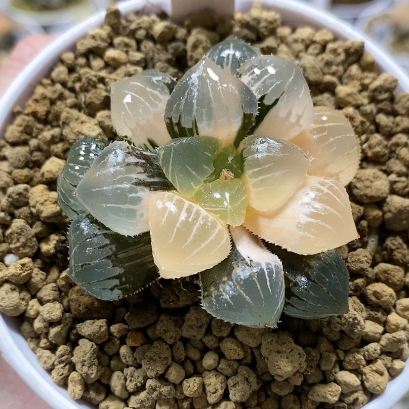 【闪购商品】73丸叶糯玉露锦