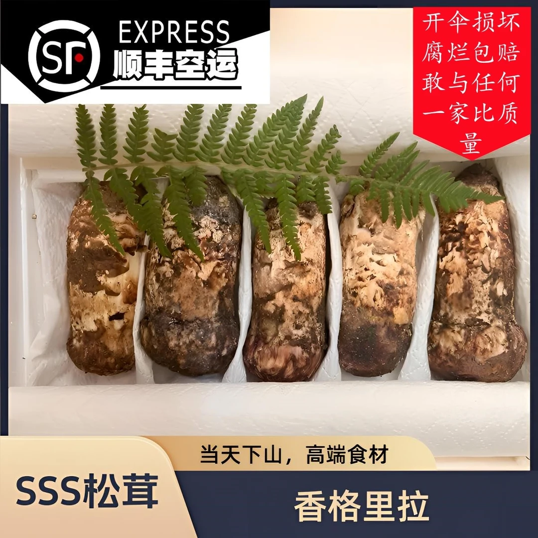 新鲜松茸礼品级别野生