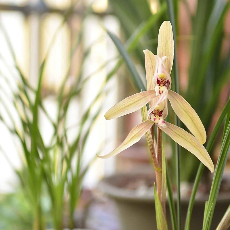 紫薇基地兰花直播春剑【雪兰】冬带花苞名贵兰草批发花卉绿植盆栽