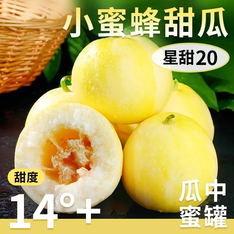 正宗山东小蜜蜂甜瓜星甜20应新鲜现摘当季水果头茬脆甜小香瓜甜瓜