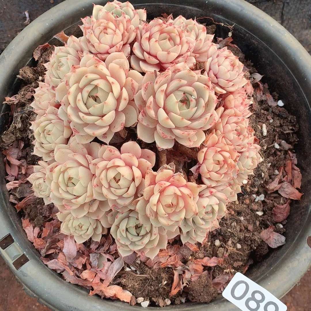 089笨巴一物一拍多肉