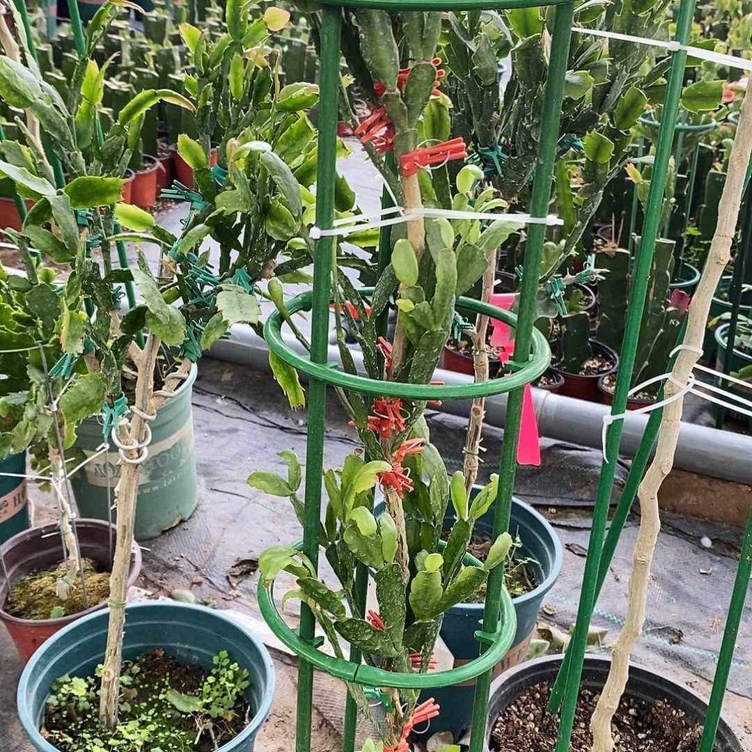 玲***无花朵福利款三层
