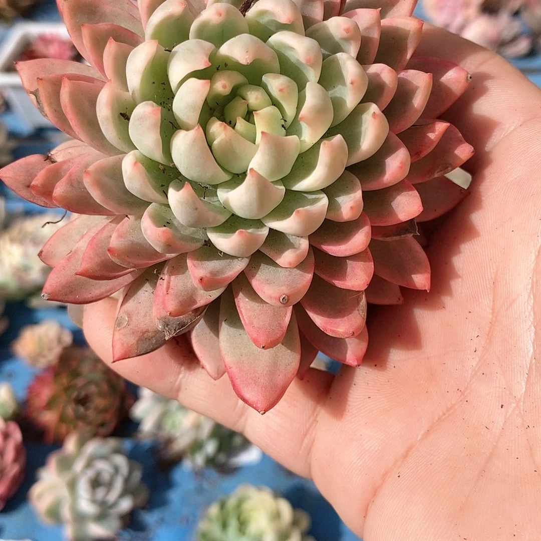 471羞涩锦多肉植物哇啦塞