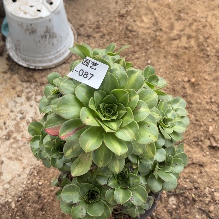 初恋中班多肉植物087