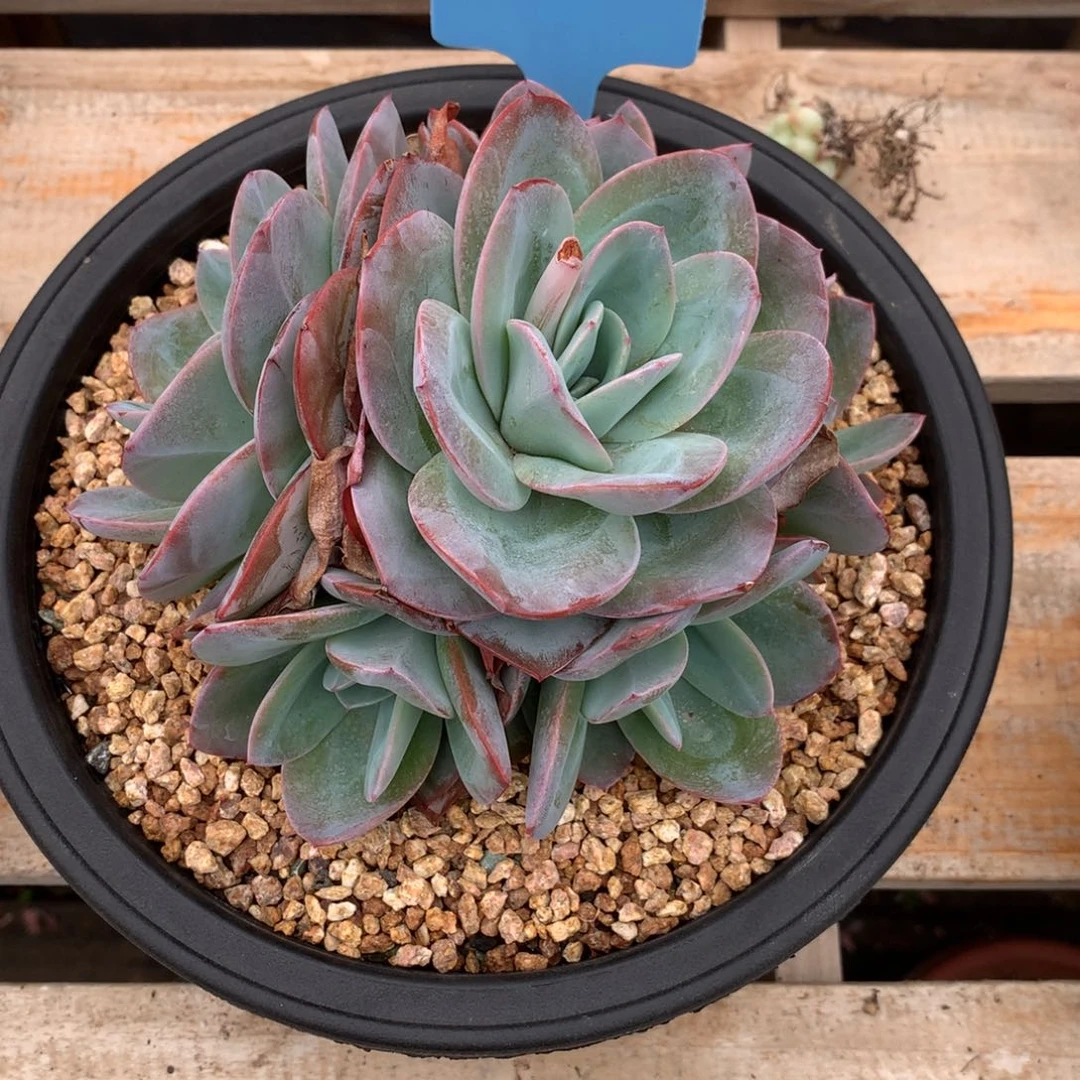 好**择350525-03布鲁蓝