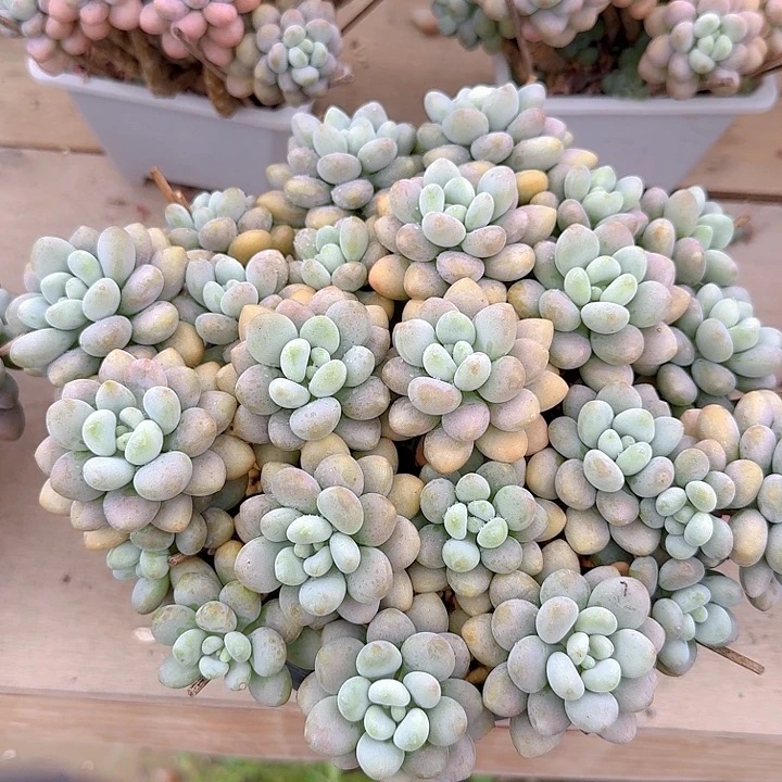 达芙妮多肉植物保护