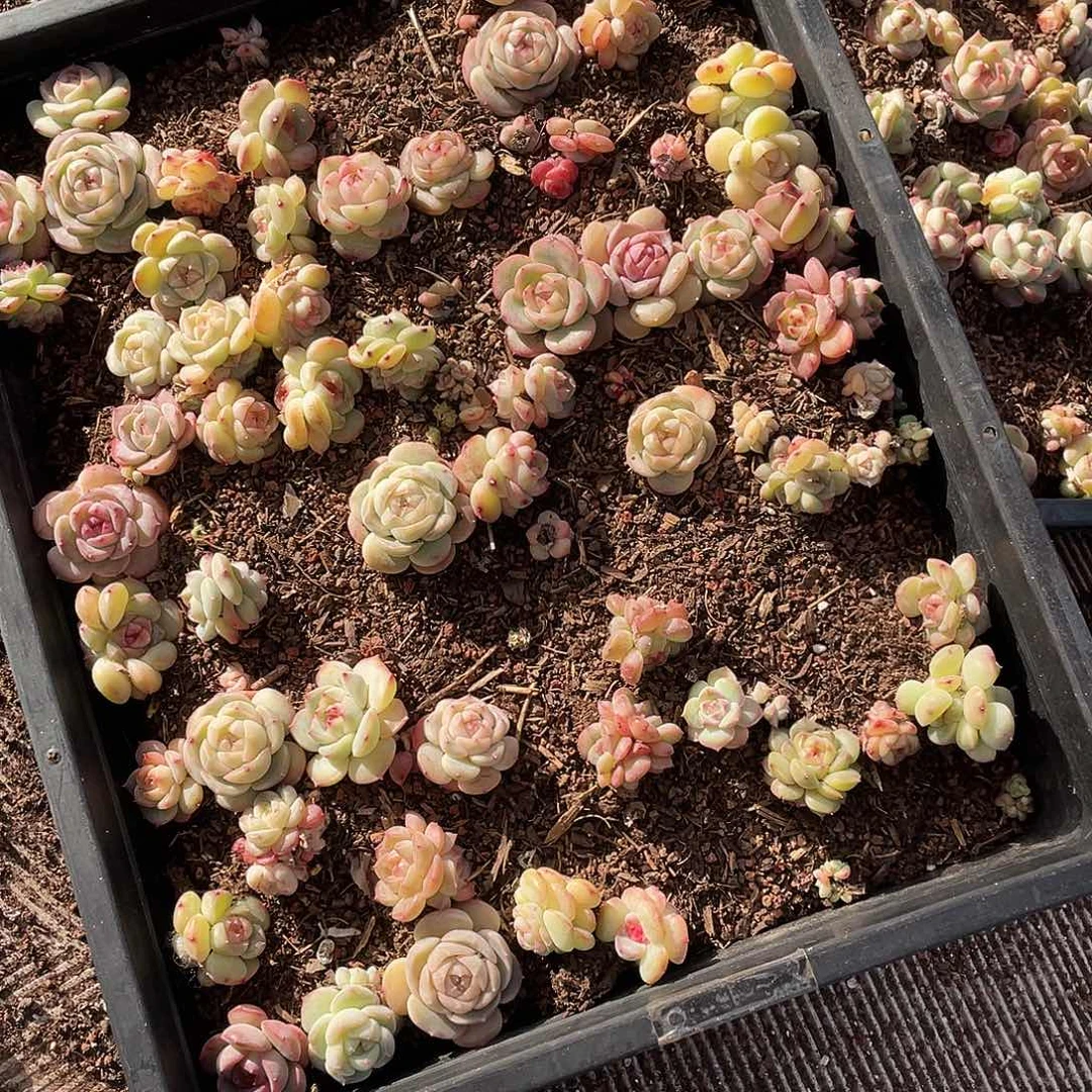 一***顺258。 定。