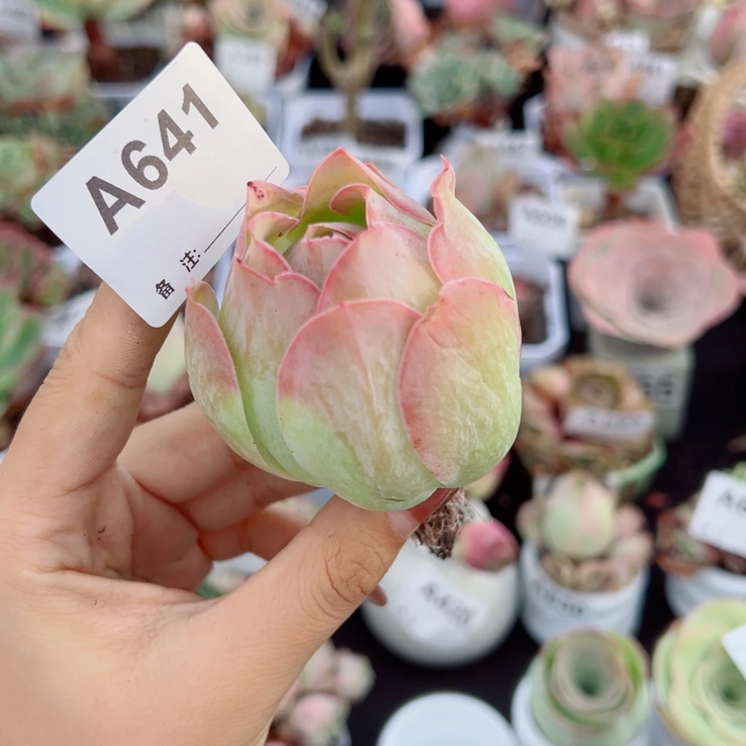 641帕杂老桩单棵。