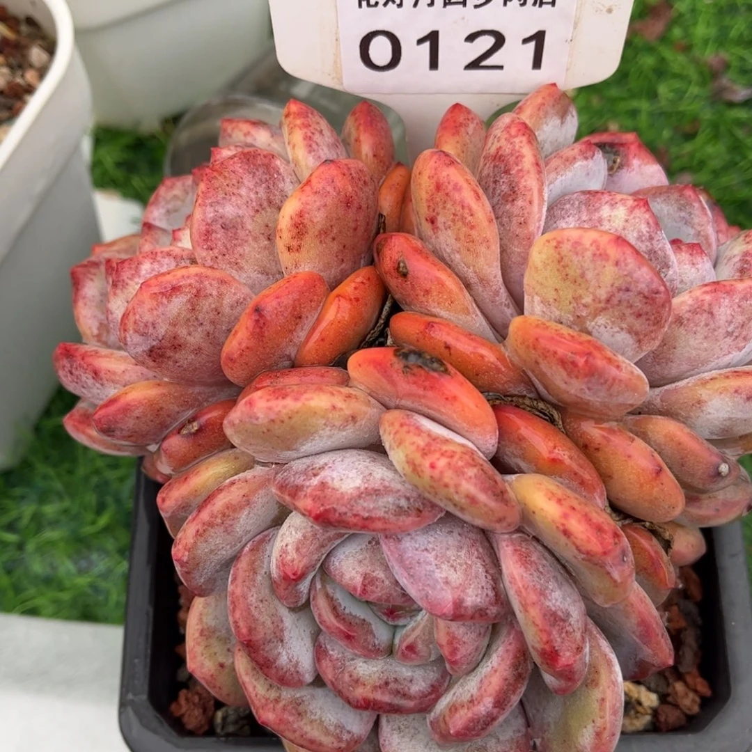 沐***淋0121 满30包邮天冷地区必拍保温箱