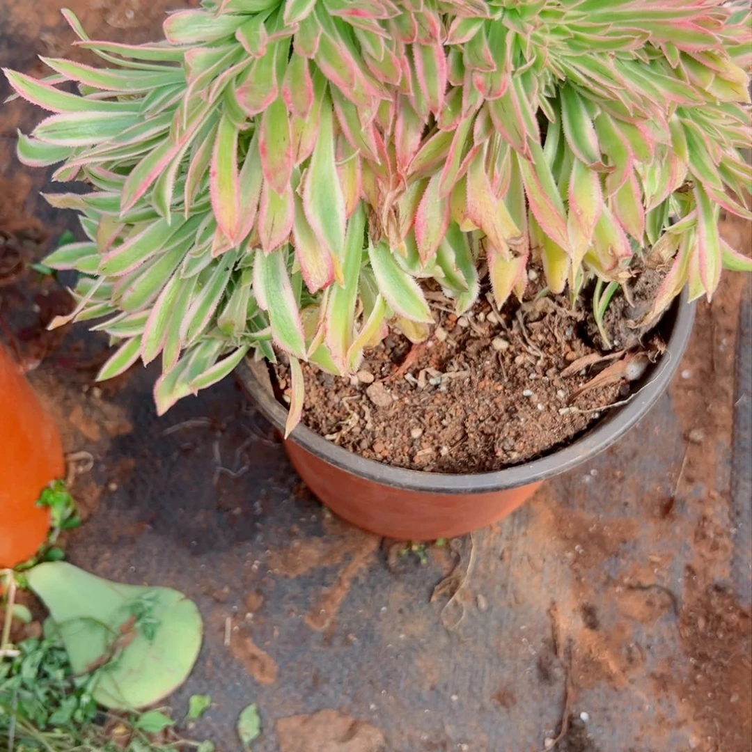 我1402 号多肉法师新年特价