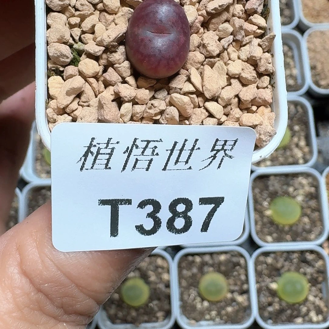 387号多肉植物哇cv